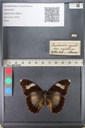 Media type: image;   Entomology 142777